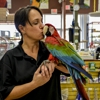 Cockatoo Golden gallery