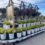 Windridge Perennials & Landscaping