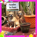 Paradise For Paws Inc - Pet Sitting & Exercising Services