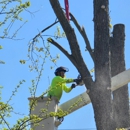 Gray's Outdoor Services - Arborists