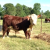 Bragg Herefords , Bragg Ranch Herefords gallery