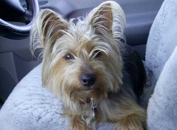 King Street Veterinary Hospital - Murwillumbah, NSW. Our Benny Silkie x Yorkie x Aussie.