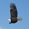 Eagle Transmission Repair & Auto Shop Colleyville gallery