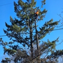 God's Country Tree Service - Arborists