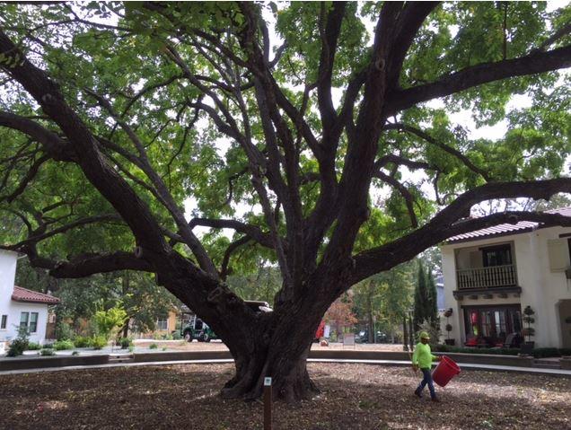 North Valley Tree Service Chico CA 95973