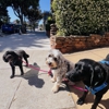 Sniff San Francisco | Dog Walking, Training & Boarding Services gallery