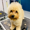 Pet, Rinse, Repeat Grooming, Mobile, Salon & Boarding gallery