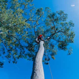Mr Trees - Riverhills, QLD