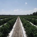 Tomatoes Of Ruskin - Fruit Baskets