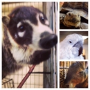 Zany Zoo Pets - Pet Sitting & Exercising Services