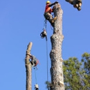 Joshua Tree Experts - Arborists