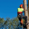 Tree Ease gallery