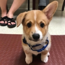 Healthy Pets Veterinary Care - Veterinarians