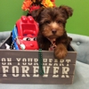 Vanity Pups gallery