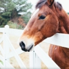Frisian Horse Fence gallery