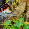 Elmont Tree Service gallery