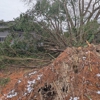 Stitt's Tree Service gallery
