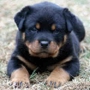 TEXAS ROTTWEILER