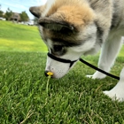 Full House Dog Training