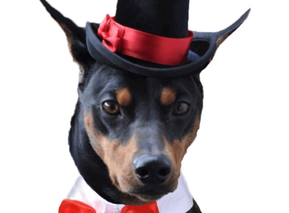 Pampered Whiskers - Houston, TX. Top Hat for dogs - The Aristocrat