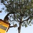 Pine Valley Tree Service - Home Improvements