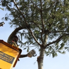 Pine Valley Tree Service