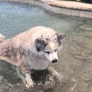 Bayside Pet Resort - Pet Services