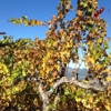 Barnett Vineyards gallery