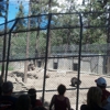 Big Bear Alpine Zoo at Moonridge gallery