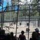 Big Bear Alpine Zoo at Moonridge