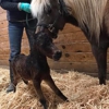 Roche Equine Veterinary Service gallery