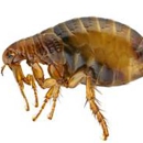 Five Star Pest Control-Los Angeles - Pest Control Services