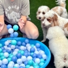 Olive & Company Pet Spa and Retreat gallery
