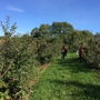 Oriole Springs Orchard