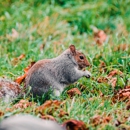 Expel WIldlife Removal - Pest Control Services