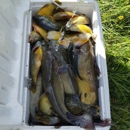 Cat Tracker Bait Co - Fishing Bait