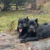 Taylor Made Working Dogs gallery