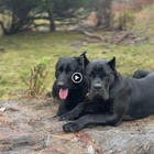 Taylor Made Working Dogs