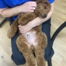 Belly Rubs Dog Grooming Inc