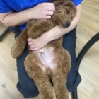 Belly Rubs Dog Grooming Inc