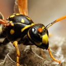 Bug-A-Pest Termite & Pest - Pest Control Services