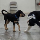 Odyssey Pets - Pet Services
