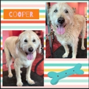Woof Gang Bakery & Grooming Ironhorse - Pet Grooming