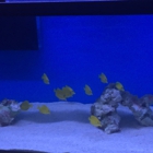 Ocean Life Aquariums Inc