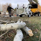Mountain Arbor Works