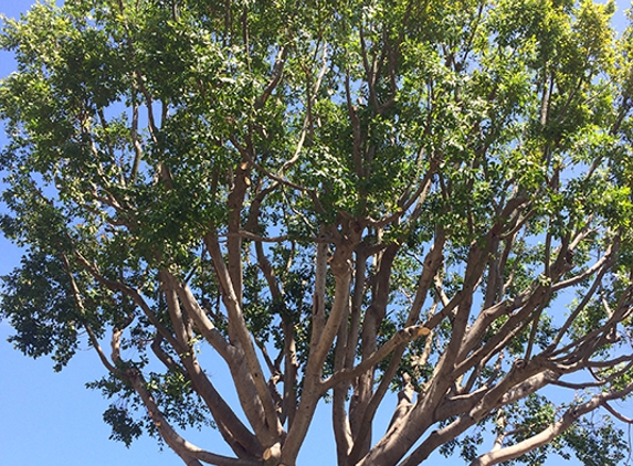 Pacific West Tree Care Inc. - Sun Valley, CA. Ficus Tree after
Pacific West Tree Care. Great job!
