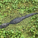 Sweetwater Wetlands Park - Places Of Interest