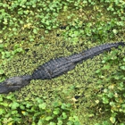 Sweetwater Wetlands Park