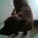Bark Avenue - Dog & Cat Grooming & Supplies