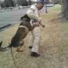 International K9 Training School gallery